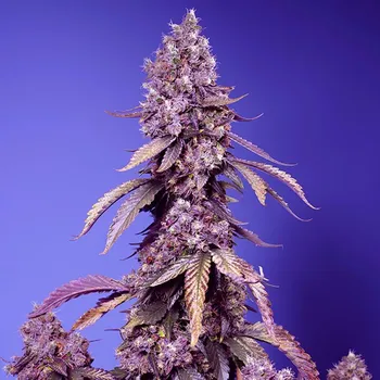 Semeno Sweet Seeds - Black Muffin F1 Fast Version 5 ks