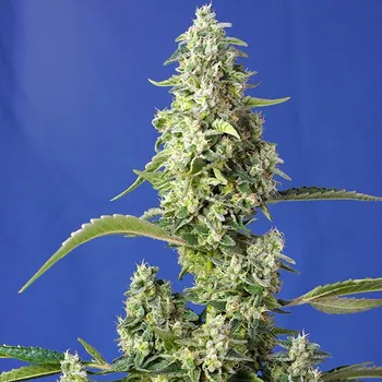Semeno Sweet Seeds - Gorilla Girl XL Auto 25 ks