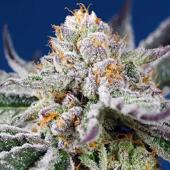 Semeno Sweet Seeds - Orange Apricot Glue XL Auto 100 ks