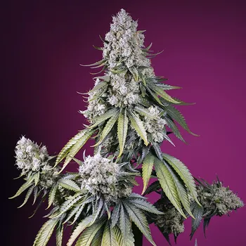 Semeno Sweet Seeds - Jealousy Z XL Auto 25 ks