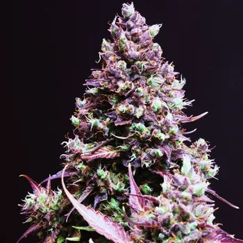 Semeno Sweet Seeds - Cream Caramel Auto 5 ks