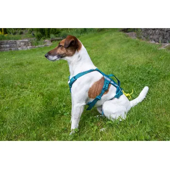 Postroj pro psa Non-stop Dogwear Postroj RAMBLE Harness Long, tyrkysový Velikost: M