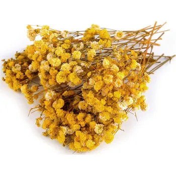 umělá květina Prima-obchod Sušený / stabilizovaný nevěstin závoj pro suché i mokré aranžování Žlutá