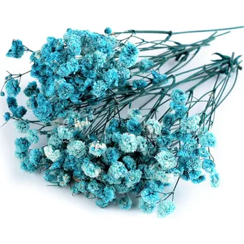 umělá květina Sušený / stabilizovaný nevěstin závoj pro suché i mokré aranžování, barva 7 modrá tyrkys krabička