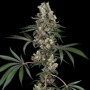 Semeno White Label - Chemberries 5 ks