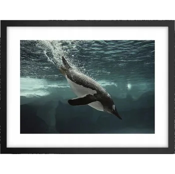 Obraz Obraz plakát v černém rámu do obýváku 40x30 tučňák foto plakáty na zeď