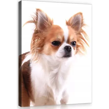 Obraz OBRAZ NA PLÁTNĚ CANVAS 75x100 PES CHIHUAHUA