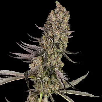 Semeno White Label - Vlad the Inhaler 3 ks