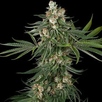 Semeno White Label - Fallout OG 3 ks