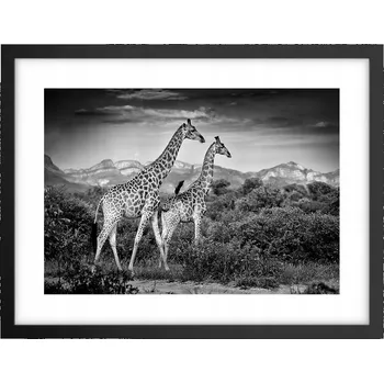 Obraz Obraz plakát v černém rámu do obýváku 40x30 žirafa foto plakáty na zeď