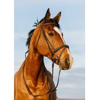 Uzdečka RIDING WORLD s anglickým nánosníkem havana COB