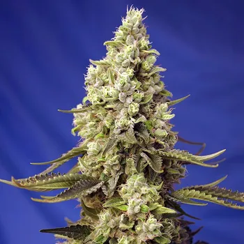 Semeno Sweet Seeds - Runtz XL Auto 5 ks