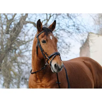 Uzdečka NORTON Training s anglickým nánosníkem černá FULL