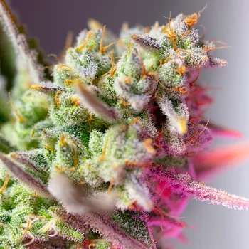 Semeno Sweet Seeds - Sweet Mimosa XL Auto 5 ks