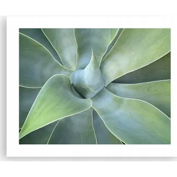 Obraz Obraz plakát na zeď bez rámu 50x40 sukulent foto plakáty obývací pokoj ložnice