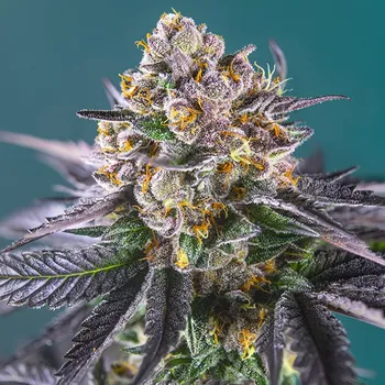 Semeno Sweet Seeds - Red Strawberry Banana Auto 5 ks