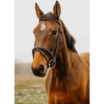 Uzdečka NORTON CLUB Easy s anglickým nánosníkem černá FULL