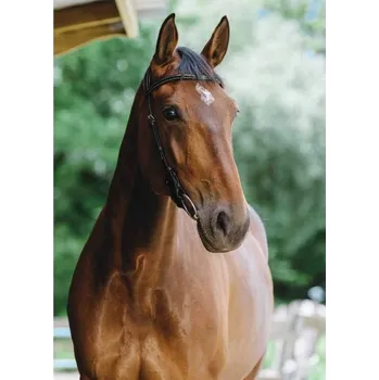 Uzdečka bez nánosníku NORTON Freedom černá FULL