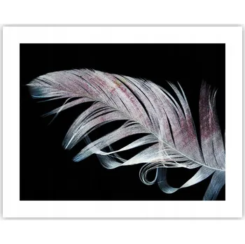 Obraz Obraz plakát na zeď bez rámu 50x40 ptačí pero foto obývací pokoj ložnice
