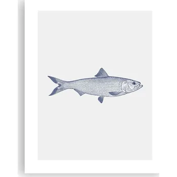 Obraz Obraz plakát na zeď bez rámu 40x50 cm ryba foto plakáty do obýváku ložnice