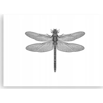 Obraz Plakát na zeď bez rámu 100x70 vážka obraz plakáty do obýváku ložnice