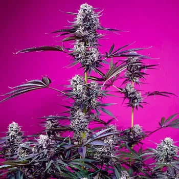 Semeno Sweet Seeds - Studio 54 Stardust Auto 5 ks