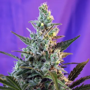 Semeno Sweet Seeds - Sweet Skunk Auto 5 ks