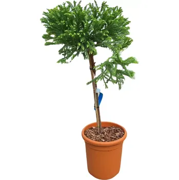 Sazenice Cryptomeria japonica 'Globosa Nana', kryptomerie japonská, ko9l, mini kmínek