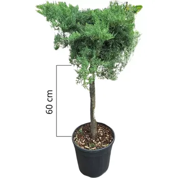 Sazenice Juniperus virginiana 'Grey Owl', jalovec virginský, ko18l, kmínek 60cm