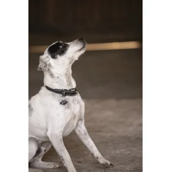 Obojek pro psa PENELOPE Obojek pro psy Olie Penelope, černý 30 cm