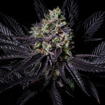 Semeno Pure Instinto - Diamond Dust 3 ks