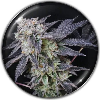 Semeno Medical Seeds Co. - Mintzkittlez 3 ks