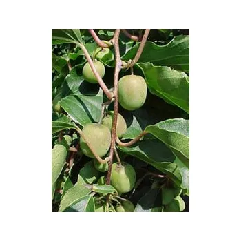 Sazenice Actinidia deliciosa Atlas 15 cm