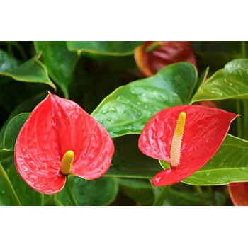 Sazenice Pokojová květina Anthurium karma red červená