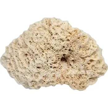 Sběratelství Korál přírodní z Jihočínského moře, váha 44 g