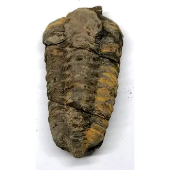 Trilobit v B. kvalitě, 96 g