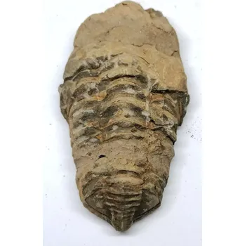 Trilobit v B.kvalitě, 138 g