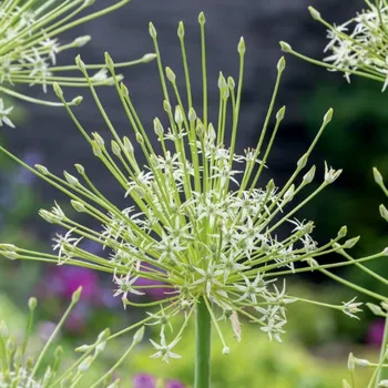 Sazenice Česnek Arctic Snow - Allium - cibule česneků - 2 ks