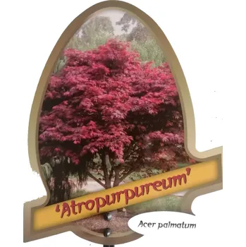 Sazenice Acer palmatum mix