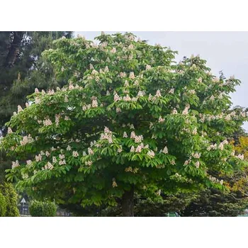 Sazenice Jírovec maďal