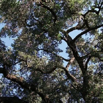 DVD film Trees Manson Charles - LP - Vinyl