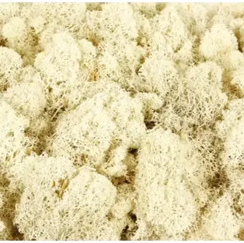 Velikonoční dekorace Dekorace - Mech finský 50g (bělený)