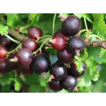 Sazenice Rybíz/Josta 'Jogusto' Balení: kontejner C2