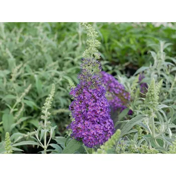 Sazenice Komule davidova 'Summer Bird Blue' Balení: kontejner p17