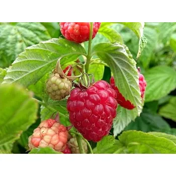 Sazenice Maliník 'Little Sweet Sister®' Balení: kontejner p13