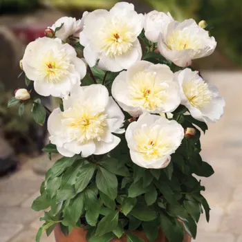 Sazenice Pivoňka Patio Madrid - Paeonia - hlízy pivoňky - 1 ks