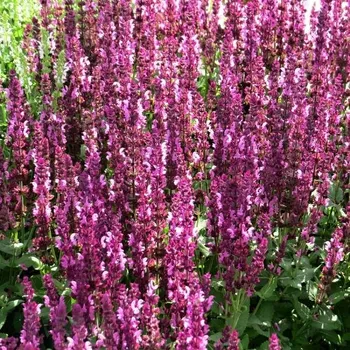 Sazenice Salvia nemorosa Sensation Medium Rose