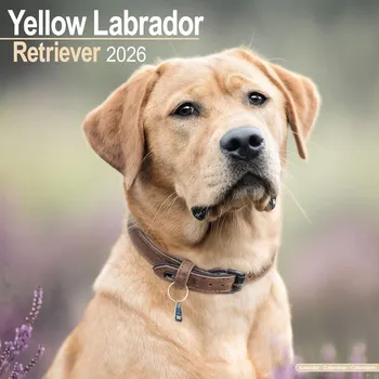 Kalendář Kalendář 2026 Labrador Ret - Yellow