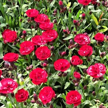 Sazenice Dianthus caryophyllus Carmen
