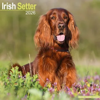 Kalendář Kalendář 2026 Irish Setter